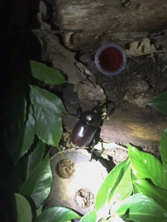 夏の恒例行事？