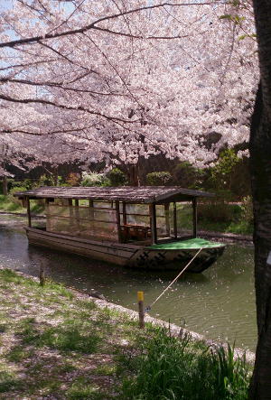 伏見の桜