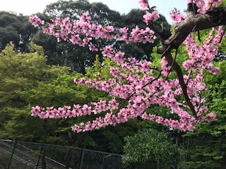 桃の花