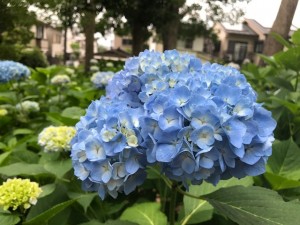 藤森神社（ふじのもりじんじゃ）京都深草