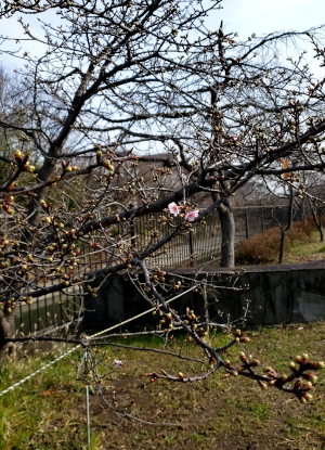 梅の花？