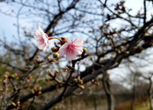 梅の花？