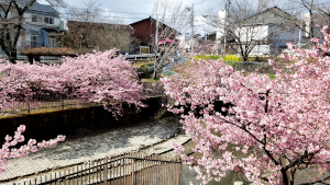 桜満開！