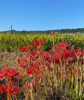 彼岸花