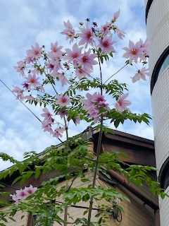 通勤路にて