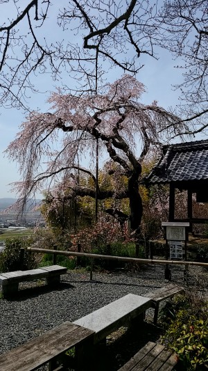 天然記念物のしだれ櫻