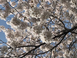 さくら・サクラ・桜