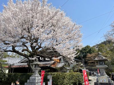 桜！