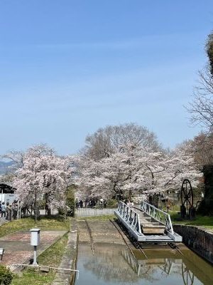 桜！