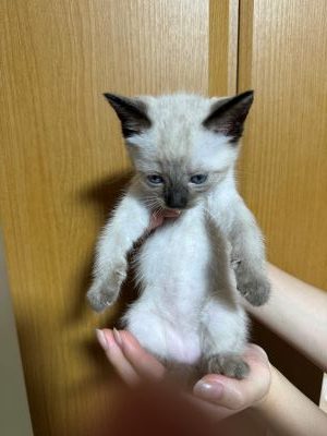 新しい家族を迎える
