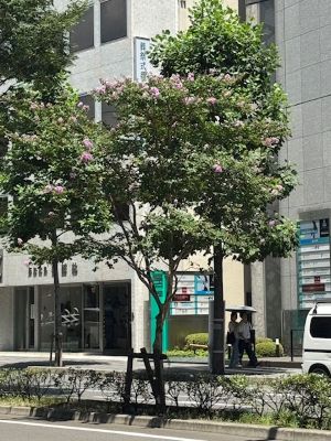 「百日紅（サルスベリ）」に気づいた朝