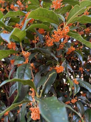 我が家のキンモクセイ