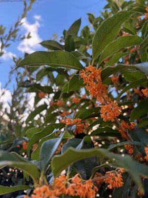 我が家のキンモクセイ